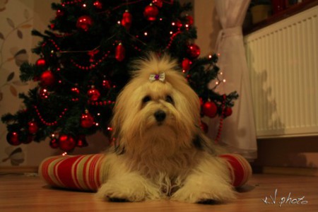 Pearl Eyed Bears Elena 10 hónaposan